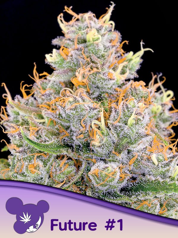 Anesia Seeds-Future 1
