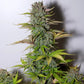 G14 Auto - Cannaseuse - Curated Genetics - 42 Fast Buds