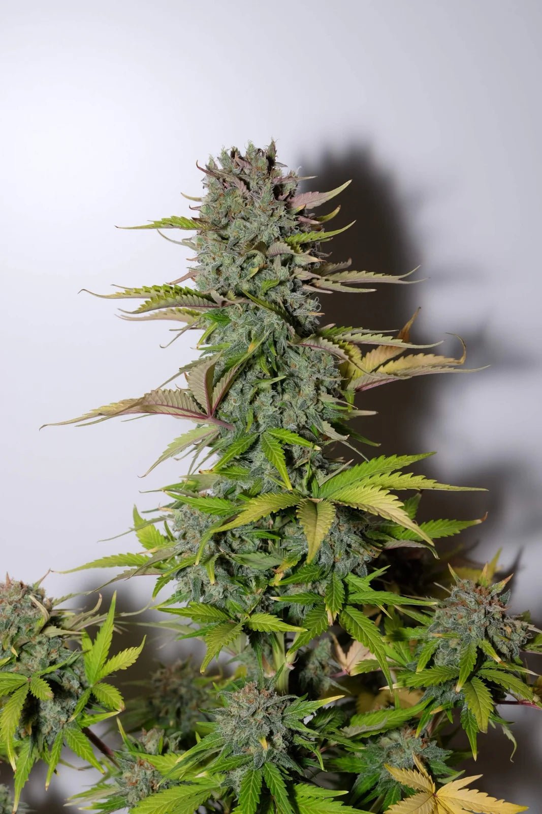 G14 Auto - Cannaseuse - Curated Genetics - 42 Fast Buds
