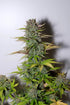 G14 Auto - Cannaseuse - Curated Genetics - 42 Fast Buds