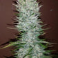 G14 Auto - Cannaseuse - Curated Genetics - 42 Fast Buds