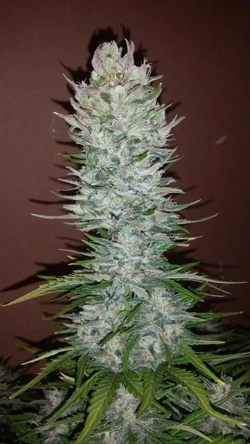 G14 Auto - Cannaseuse - Curated Genetics - 42 Fast Buds