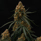 Gaia F1 Auto - Cannaseuse - Curated Genetics - Royal Queen Seeds