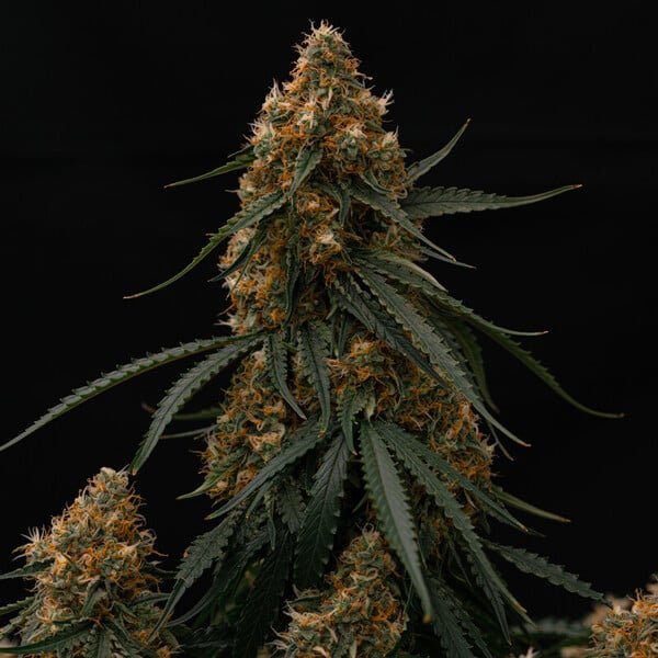 Gaia F1 Auto - Cannaseuse - Curated Genetics - Royal Queen Seeds