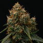 Gaia F1 Auto - Cannaseuse - Curated Genetics - Royal Queen Seeds