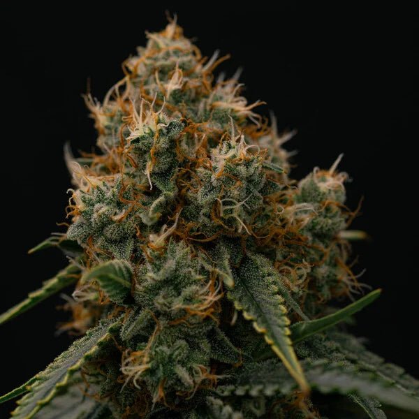 Gaia F1 Auto - Cannaseuse - Curated Genetics - Royal Queen Seeds