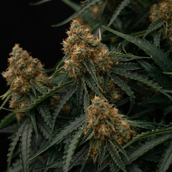 Gaia F1 Auto - Cannaseuse - Curated Genetics - Royal Queen Seeds