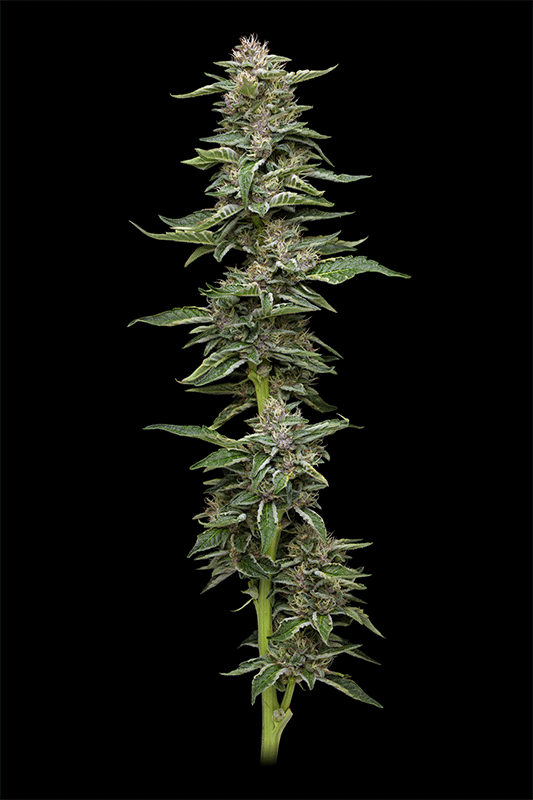 Humboldt Seed Company-Garlic Budder