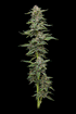 Humboldt Seed Company-Garlic Budder