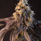Papayton™ - Cannaseuse - Curated Genetics - 42 Fast Buds