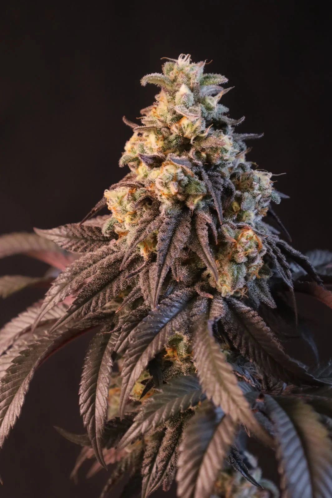 Papayton™ - Cannaseuse - Curated Genetics - 42 Fast Buds