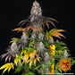 Gary Payton - Cannaseuse - Curated Genetics - Barney's Farm