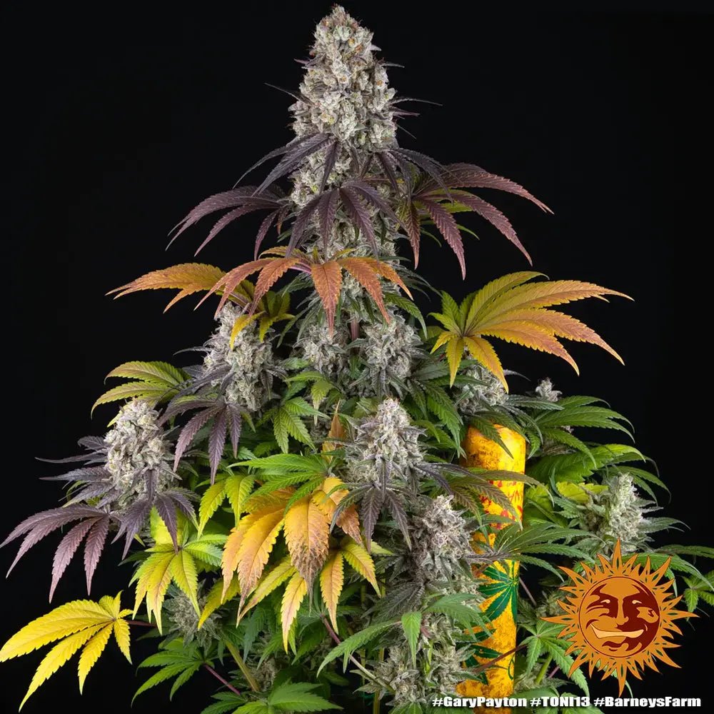 Gary Payton - Cannaseuse - Curated Genetics - Barney's Farm