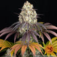 Gary Payton - Cannaseuse - Curated Genetics - Barney's Farm