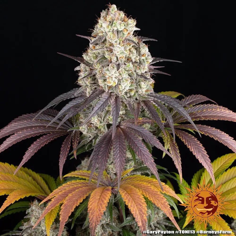 Gary Payton - Cannaseuse - Curated Genetics - Barney's Farm