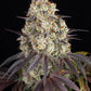 Gary Payton - Cannaseuse - Curated Genetics - Barney's Farm
