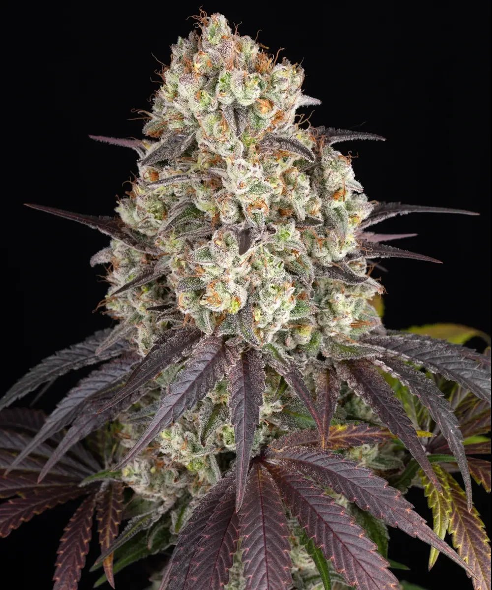 Gary Payton - Cannaseuse - Curated Genetics - Barney's Farm