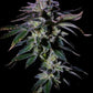 Grateful Seeds-Gas Mint