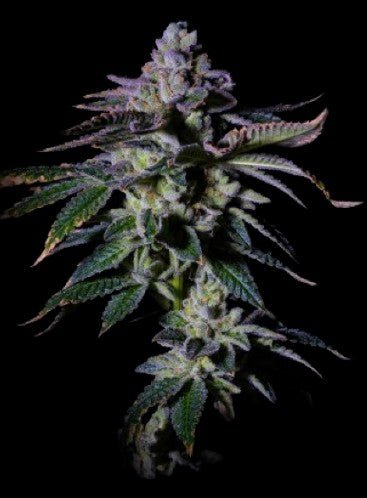 Grateful Seeds-Gas Mint