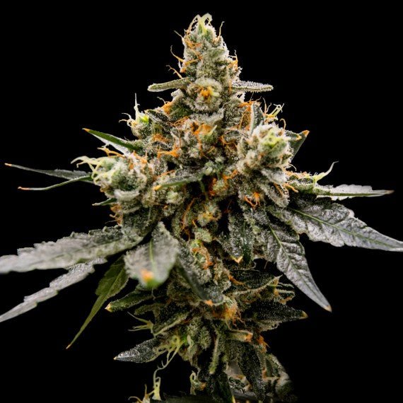 DNA Genetics-Gaz Money