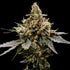 DNA Genetics-Gaz Money
