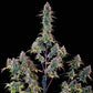 Gelato 44 - Cannaseuse - Curated Genetics - Tyson 2.0 x RQS