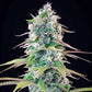 Gelato 44 - Cannaseuse - Curated Genetics - Tyson 2.0 x RQS
