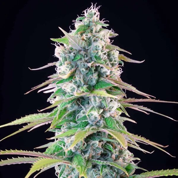 Gelato 44 - Cannaseuse - Curated Genetics - Tyson 2.0 x RQS