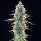 Gelato 44 - Cannaseuse - Curated Genetics - Tyson 2.0 x RQS