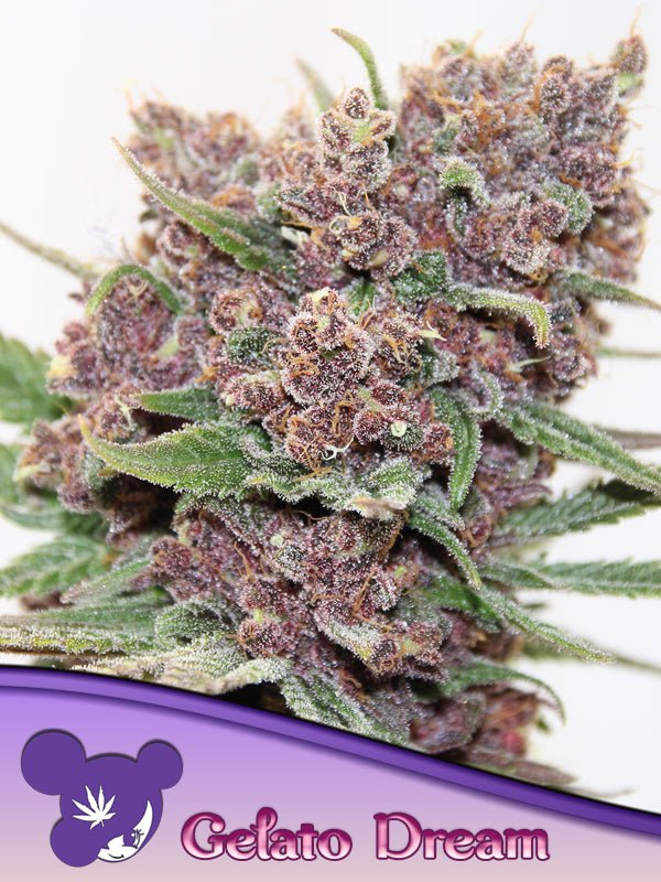 Anesia Seeds-Gelato Dream