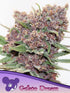 Anesia Seeds-Gelato Dream