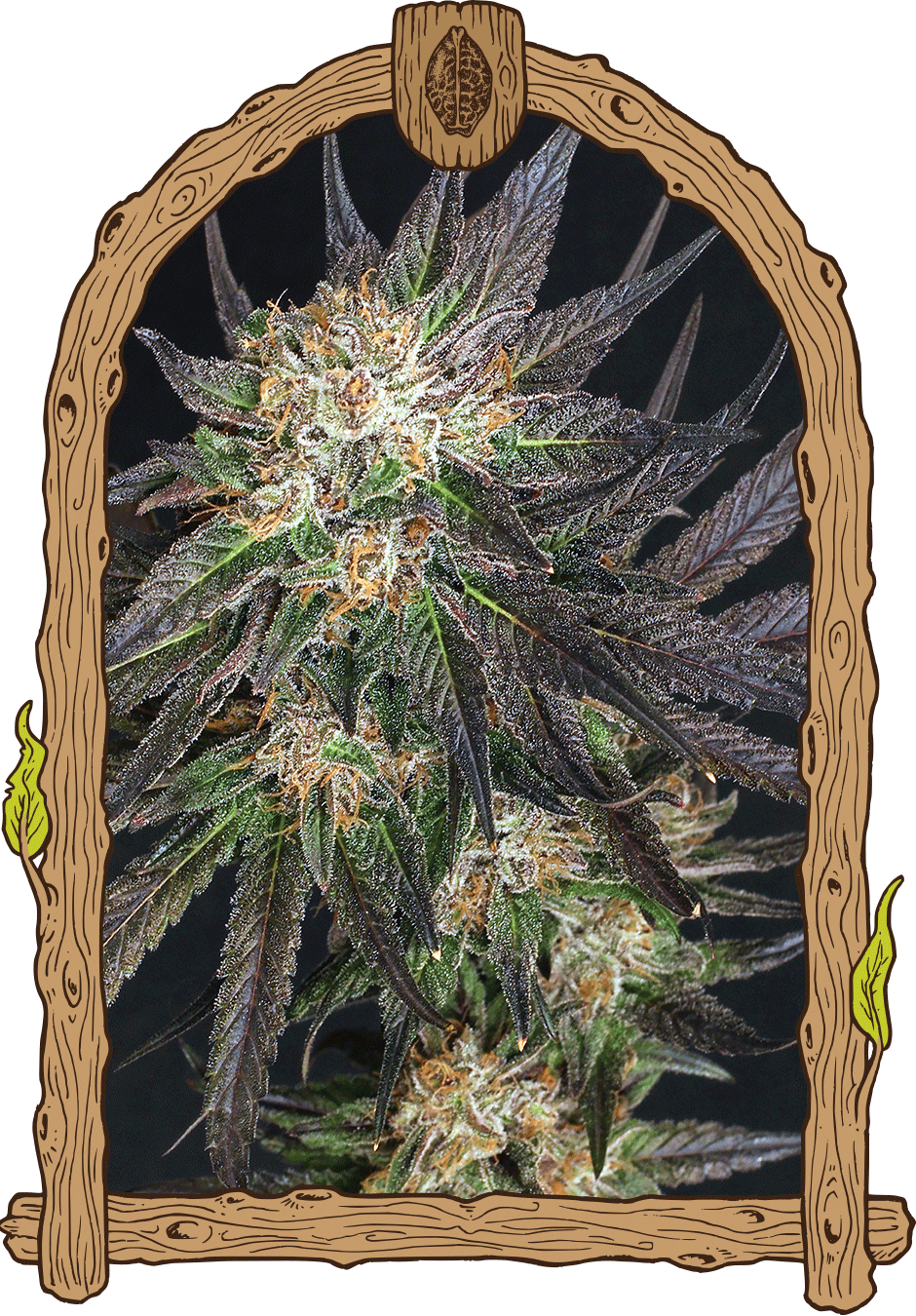 Georgia Cream - Cannaseuse - Curated Genetics - Exotic Seed