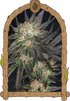 Georgia Cream - Cannaseuse - Curated Genetics - Exotic Seed