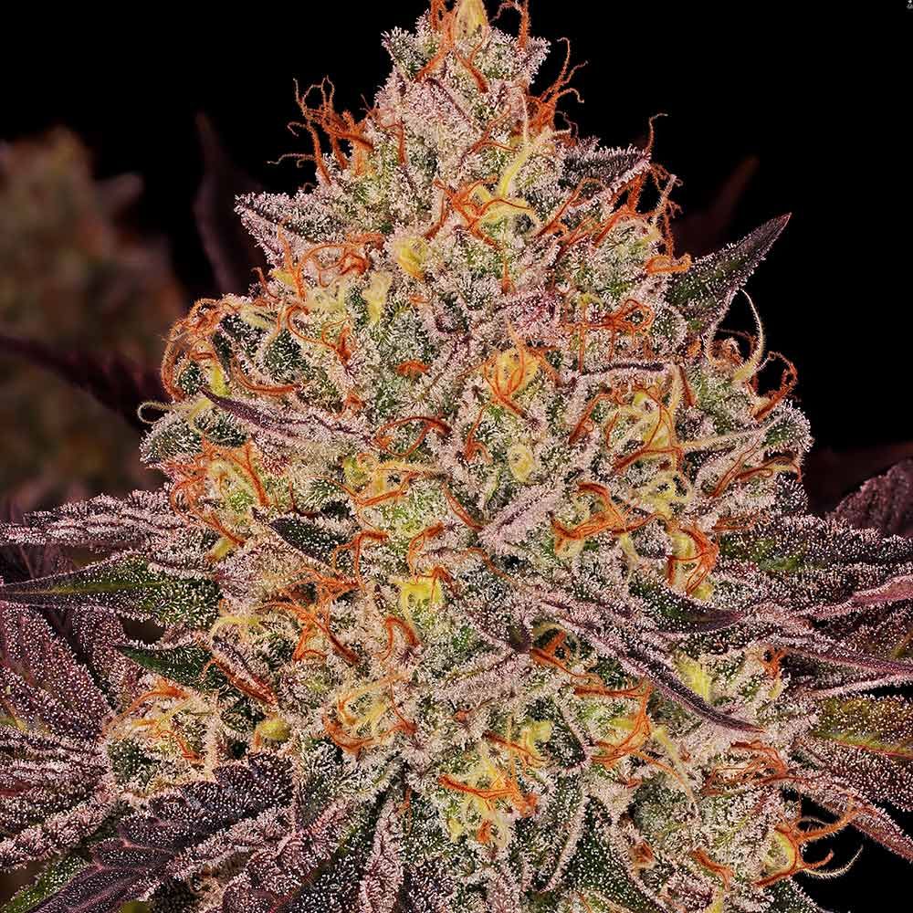 Little Chief Collabs-GeorgiaZGum