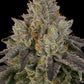 OZ Guava