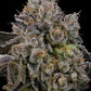 Sour Peachez