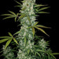 Girl Scout Cookies Auto - 42 Fast Buds