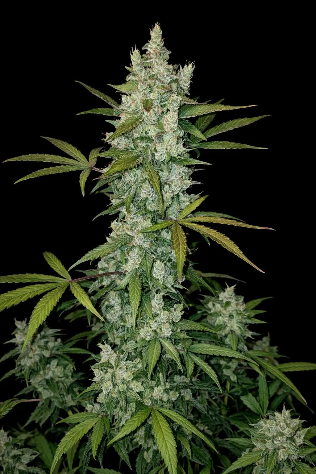 Girl Scout Cookies Auto - Cannaseuse - Curated Genetics - 42 Fast Buds