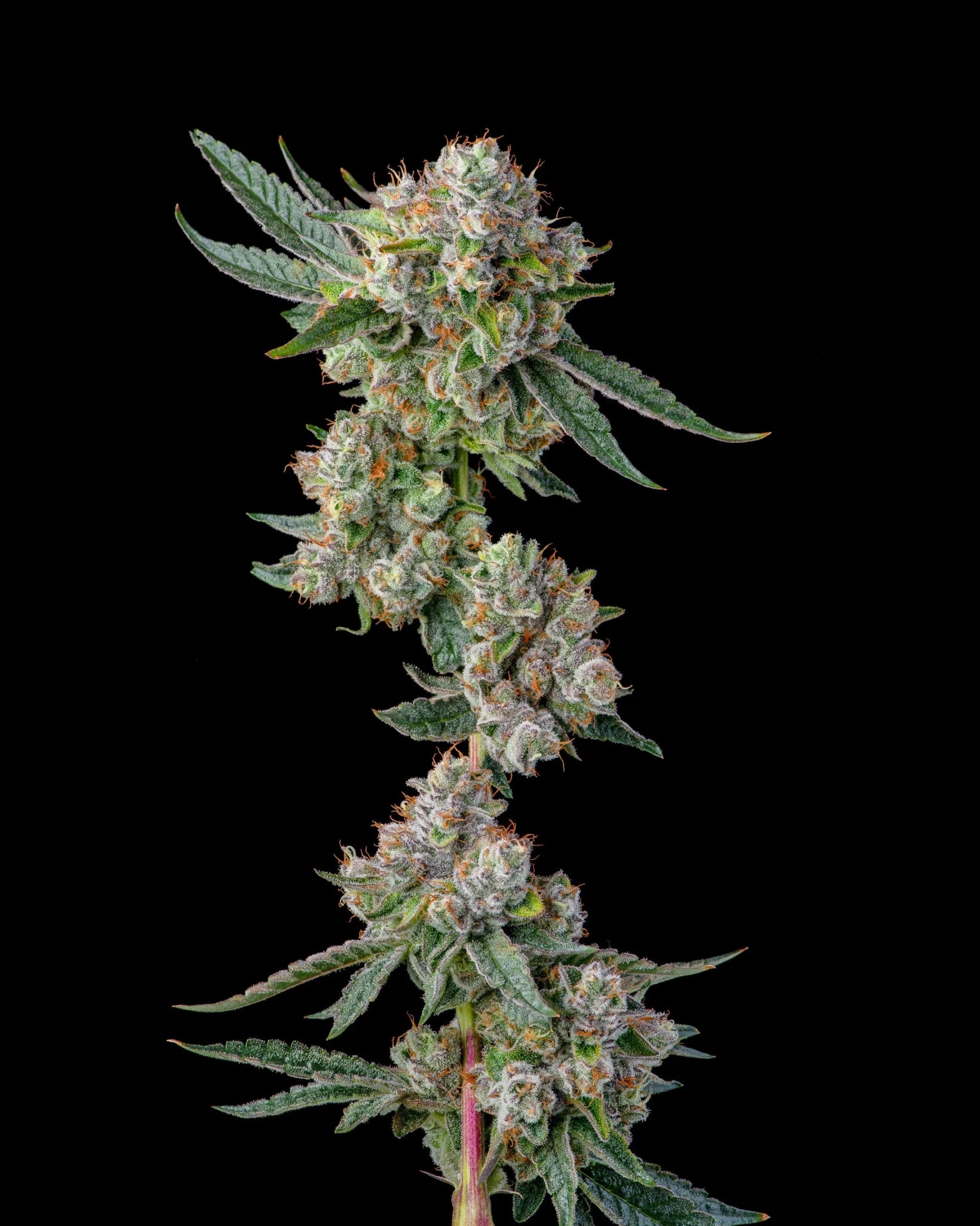Glue 31 - Cannaseuse - Curated Genetics - Compound Genetics