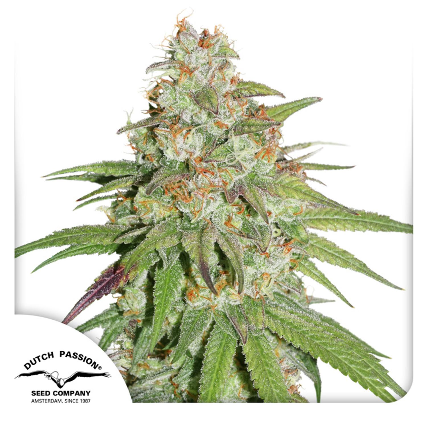 Dutch Passion-Glueberry O.G.