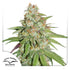 Dutch Passion-Glueberry O.G.
