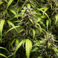 GOAT'lato Auto - Cannaseuse - Curated Genetics - Tyson 2.0 x RQS