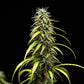 GOAT'lato Auto - Cannaseuse - Curated Genetics - Tyson 2.0 x RQS