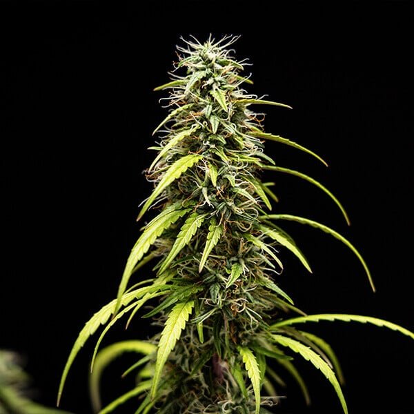GOAT'lato Auto - Cannaseuse - Curated Genetics - Tyson 2.0 x RQS