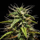 GOAT'lato Auto - Cannaseuse - Curated Genetics - Tyson 2.0 x RQS
