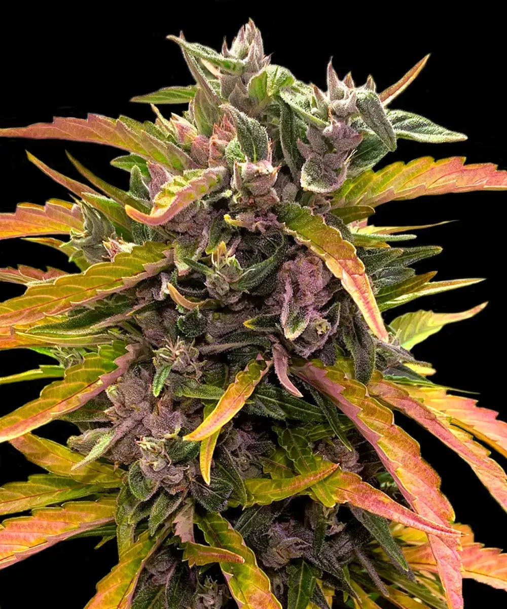 GG4 Auto - Cannaseuse - Curated Genetics - Barney's Farm