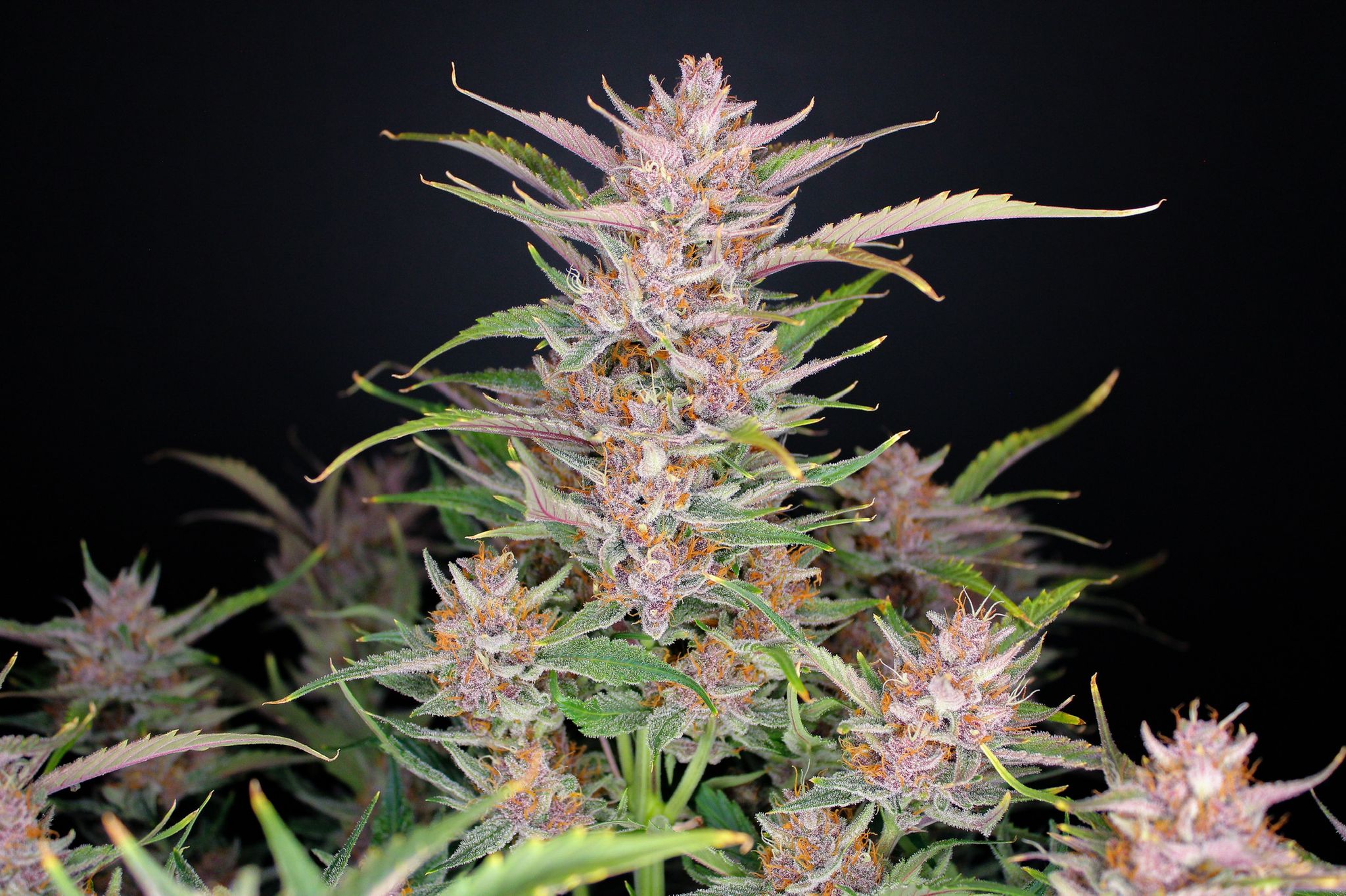Gorilla Punch Auto - Cannaseuse - Curated Genetics - 42 Fast Buds