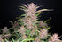 Gorilla Punch Auto - Cannaseuse - Curated Genetics - 42 Fast Buds