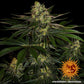 Gorilla Z - Cannaseuse - Curated Genetics - Barney's Farm