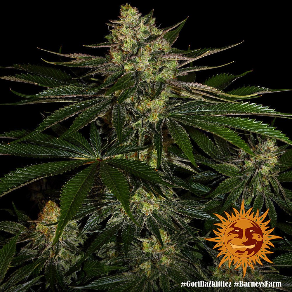 Gorilla Z - Cannaseuse - Curated Genetics - Barney's Farm